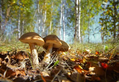 Я вырастил грибы: как суперматериалы будущего поедают пластик | РБК Тренды