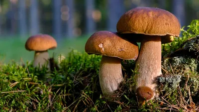 В Омской области поперли грибы — фото - 2 июля 2023 - НГС55