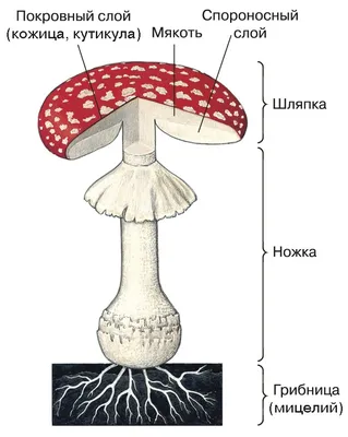 Новосибирцы находят в лесу необычные и редкие грибы - 3 августа 2023 - НГС