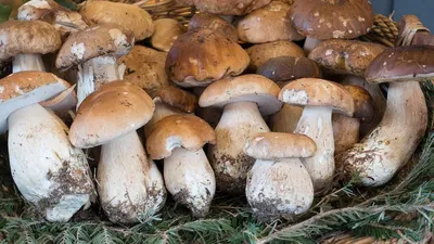 Как выгодно продать лесные грибы и что этому мешает - Российская газета