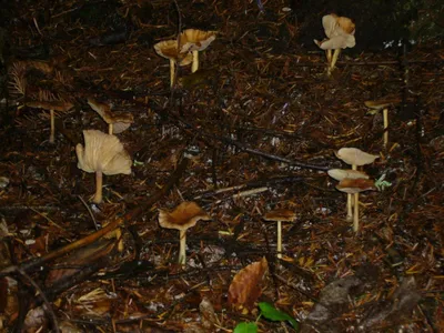 На Кубани начался грибной сезон | Живая Кубань
