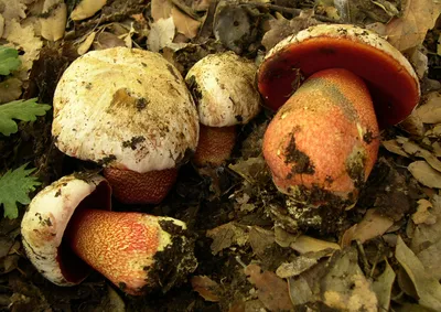 Под каждым листком: где в Краснодарском крае лучше всего собирать грибы. 27  октября 2023 г. Кубанские новости