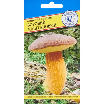 Cобирать грибы в горах Краснодарского края