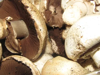 В лесах Кубани в этом году невероятное количество грибов: делимся секретами  и советами • ИА «ВК Пресс» Краснодар