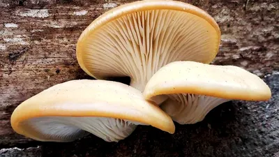 Желтые грибы на дереве стоковое фото. изображение насчитывающей гриб -  47684650