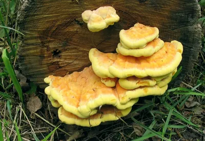 Рыжие грибы на дереве (36 фото) - 36 фото