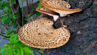10 шт., детские деревянные грибы из натурального дерева | AliExpress