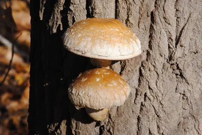 Грибы на дереве березы в русском лесе Стоковое Фото - изображение  насчитывающей мед, группа: 100344812