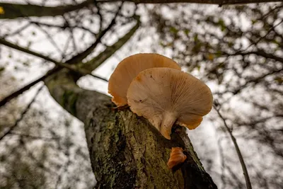 Белые грибы на дереве стоковое изображение. изображение насчитывающей грибы  - 160068103