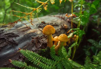 коричневые и белые грибы растущие на дереве, высокое разрешение, свежий,  здоровье фон картинки и Фото для бесплатной загрузки