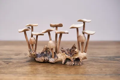Такие красивые»: в Самаре на деревьях обнаружили грибы 1 декабря |  01.12.2023 | Самара - БезФормата