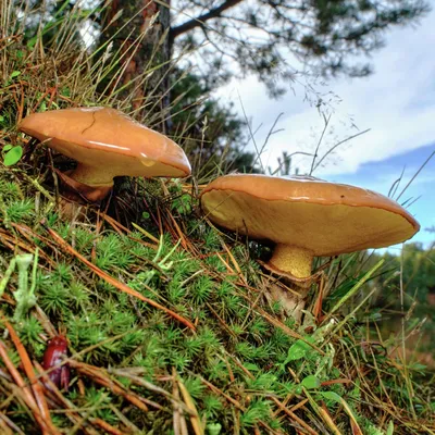 Wild Golden-colored Delicacy Chanterelle Mushroom in the Forest Amount  Green Moss, Wild Edible Mushrooms, Close Up Stock Photo - Image of golden,  green: 252508540