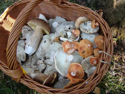 Сыроежки, притворяющиеся груздями - подгруздки. Стоит ли собирать эти грибы  и как готовить | Грибной Дневник Лидии Бам | Дзен