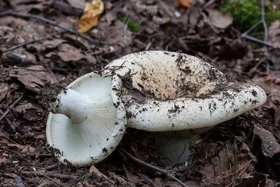 Подгруздок зеленоватопластинковый (Russula chloroides) – Грибы Сибири