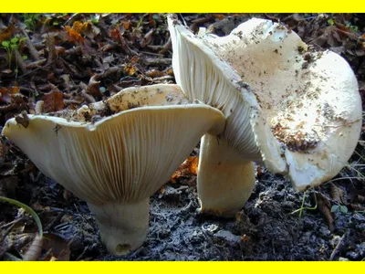 Мицелий Подгруздка белого / Груздь сухой (Russula delica)