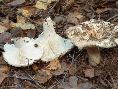 Фотокаталог грибов: Подгруздок белый (Russula delica)