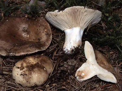 Подгруздок чёрный - Russula adusta - Грибы Уломы Железной