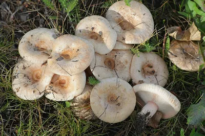 Груздь белый - Lactarius resimus - Грибы Уломы Железной