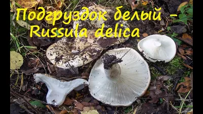 Фотокаталог грибов: Подгруздок чёрный (Russula adusta)
