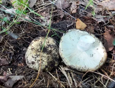 Подгруздок белый - Russula delica - Грибы Уломы Железной