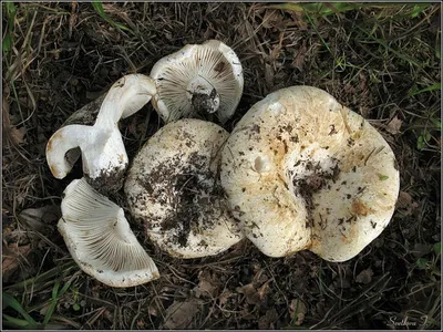 Подгруздок белый (Russula delica): заметки грибников | Дикие грибы, Грибы,  Растения
