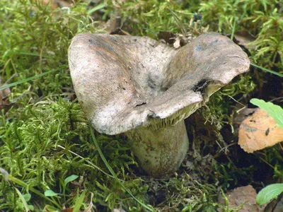 Подгруздок белый - Russula delica - Грибы Уломы Железной