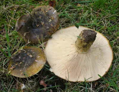 Подгруздок белый - Russula delica - Грибы Уломы Железной