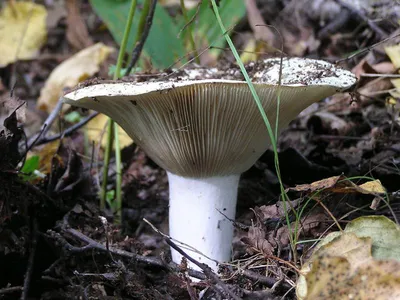 Вячеслав Степанов: Грибы Калужской области - Подгруздок черный (Russula  adusta)