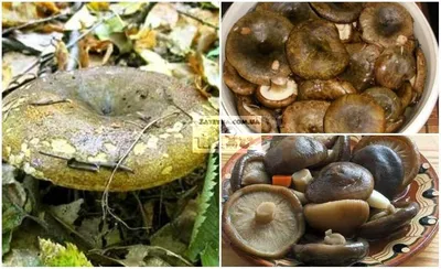 Подгруздок чернеющий - гриб только для засолки | Russula adusta - YouTube