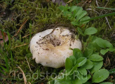 Russula delica, Подгруздок белый (сухой груздь)