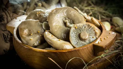 Russula adusta, Подгруздок чёрный