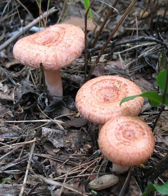 Вячеслав Степанов: Грибы Калужской области - Подгруздок бело-черный  (Russula albonigra)