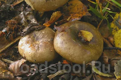 Подгруздок чернеющий, Russula nigricans - Грибы Средней Полосы