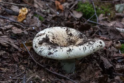 Подгруздок чернеющий, Russula nigricans - Грибы Средней Полосы