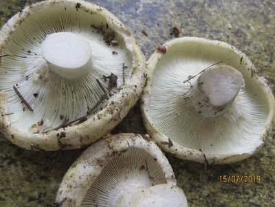 Подгруздки. Все, что надо знать про эти грибы | Книга Грибов | Дзен