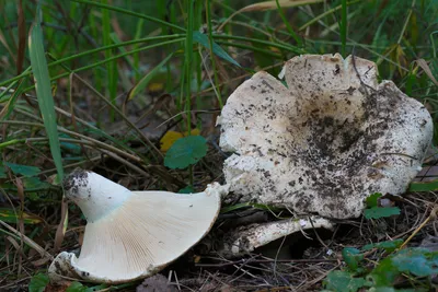 Мицелий Подгруздка черного / Сыроежка черная (Russula adusta)