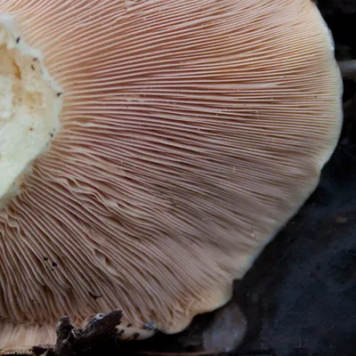 Подгруздок зеленоватопластинковый (Russula chloroides) – Грибы Сибири  [Вложение: 10107]