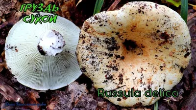 Подгруздок белый - Russula delica - Грибы Уломы Железной