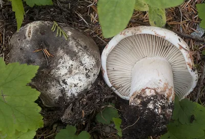 Подгруздок чернеющий, Russula nigricans - Грибы Средней Полосы