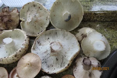 Сыроежки, притворяющиеся груздями - подгруздки. Стоит ли собирать эти грибы  и как готовить | Грибной Дневник Лидии Бам | Дзен