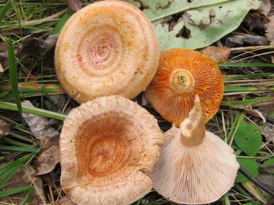 Подгруздок чёрный - Russula adusta - Грибы Уломы Железной