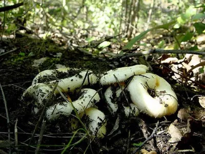 сбор грибов | за грибами в Германии | тихая охота на грузди - YouTube