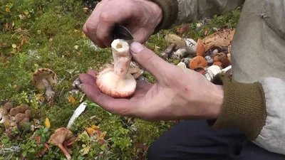 Подгруздок белый сухой груздь (54 фото) - 54 фото