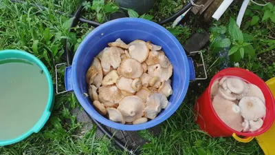 Фотокаталог грибов: Подгруздок зеленоватый (Russula chloroides)