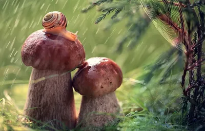 Изображения грибов после дождя: красота в каждой детали