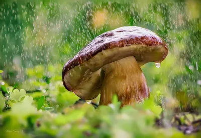 Атмосферные грибы после дождя: украсьте ваш дом этими обоями