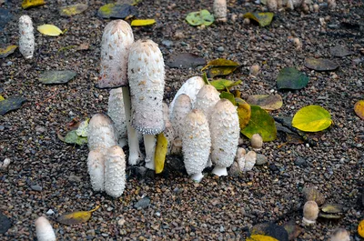 Фотографии грибов после дождя: загадочное пространство леса