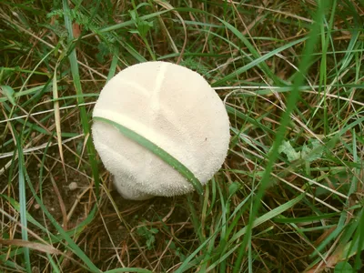 Волшебные грибы после дождя: создайте уют в вашем доме
