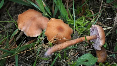 Потрясающие грибы после дождя: вдохните свежий воздух природы