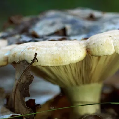 Изображения грибов после дождя: скачайте бесплатно в формате png